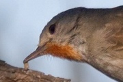 Redthroat (Pyrrholaemus brunneus)